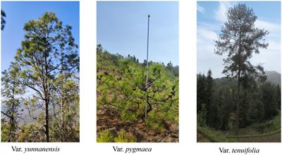 Prediction of future potential distributions of Pinus yunnanensis varieties under climate change